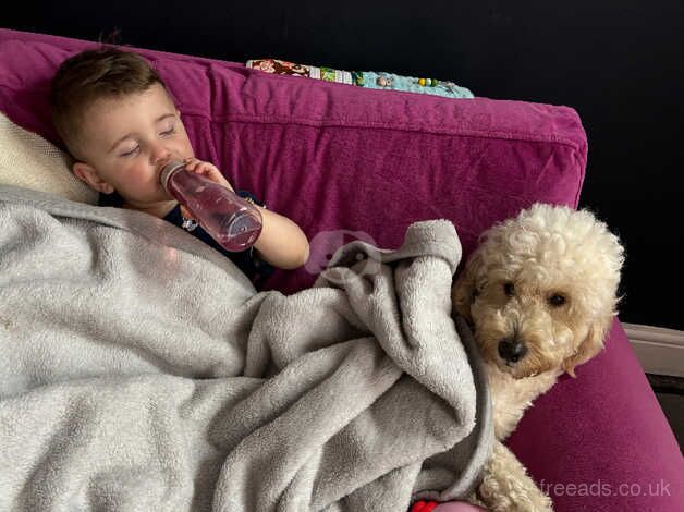 Cockapoo puppies for sale in Kidderminster, Worcestershire – 2 years old - Image 3 of 5