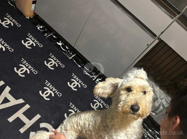 Cockapoo puppies for sale in Kidderminster, Worcestershire – 2 years old - Image 4 of 5