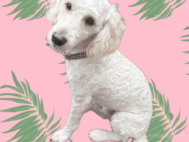 Cockapoo puppies for sale in Kidderminster, Worcestershire – 2 years old - Image 5 of 5