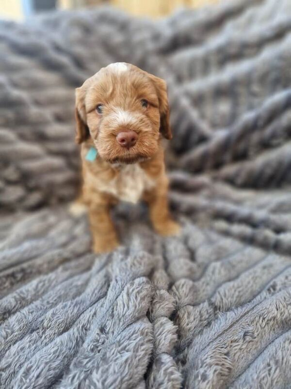 Cockapoo in Tower Hamlets - Image 2 of 6