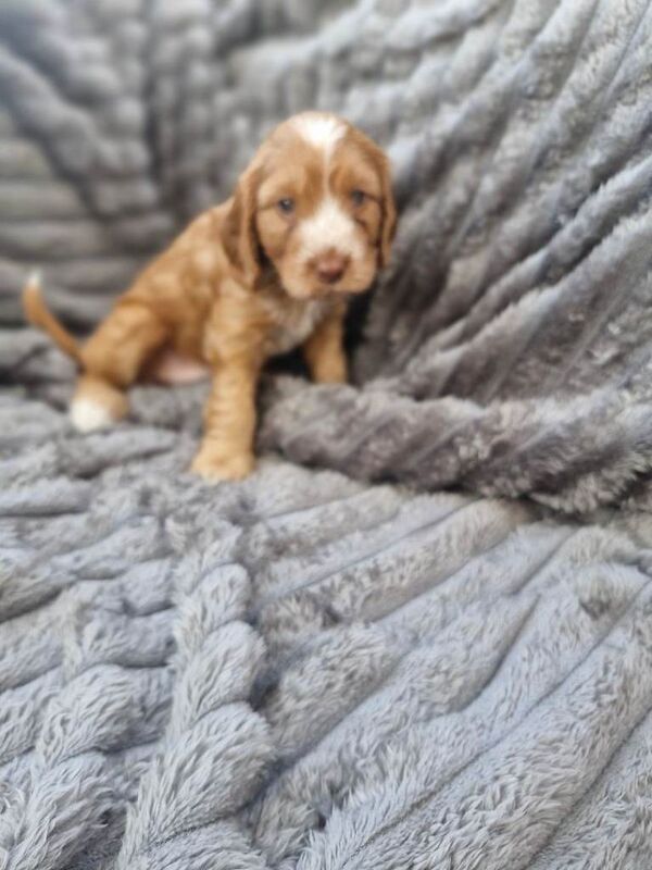 Cockapoo in Tower Hamlets - Image 3 of 6