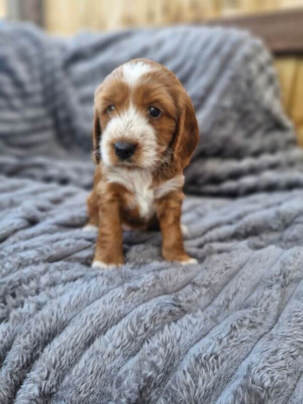 Cockapoo in Tower Hamlets - Image 4 of 6