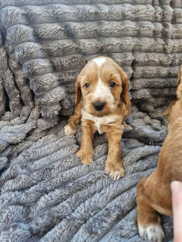 Cockapoo in Tower Hamlets - Image 5 of 6