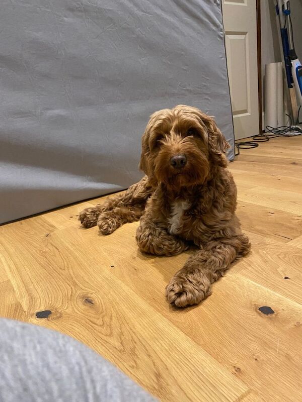 Cockapoo puppies for sale in Norwood Green, Greater London – 8 years old - Image 2 of 4