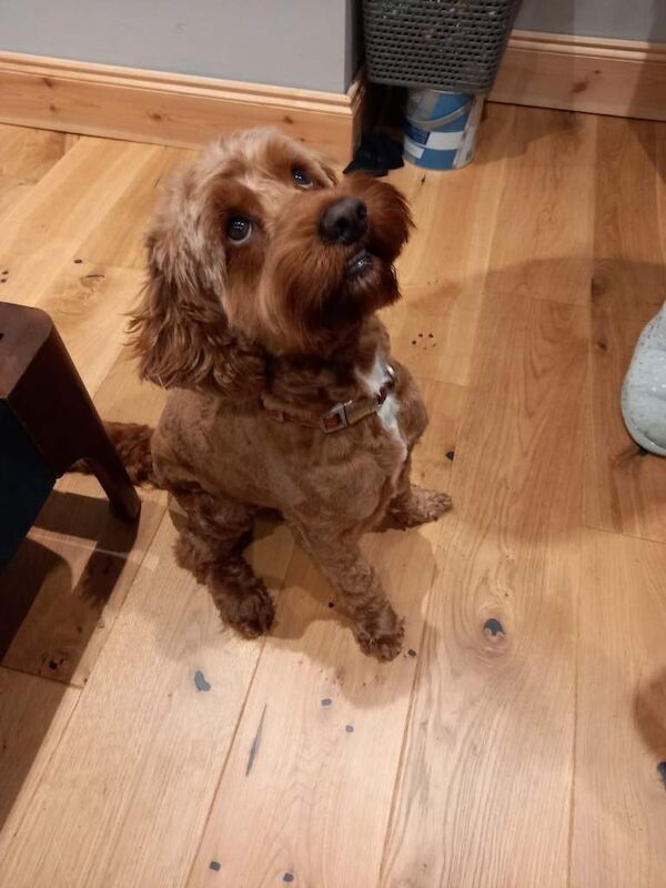 Cockapoo puppies for sale in Norwood Green, Greater London – 8 years old - Image 3 of 4