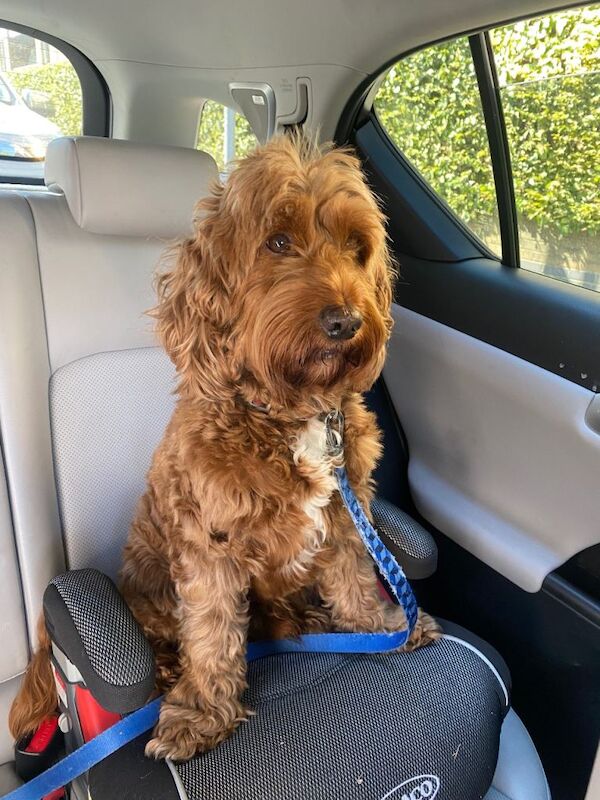 Cockapoo puppies for sale in Norwood Green, Greater London – 8 years old - Image 4 of 4