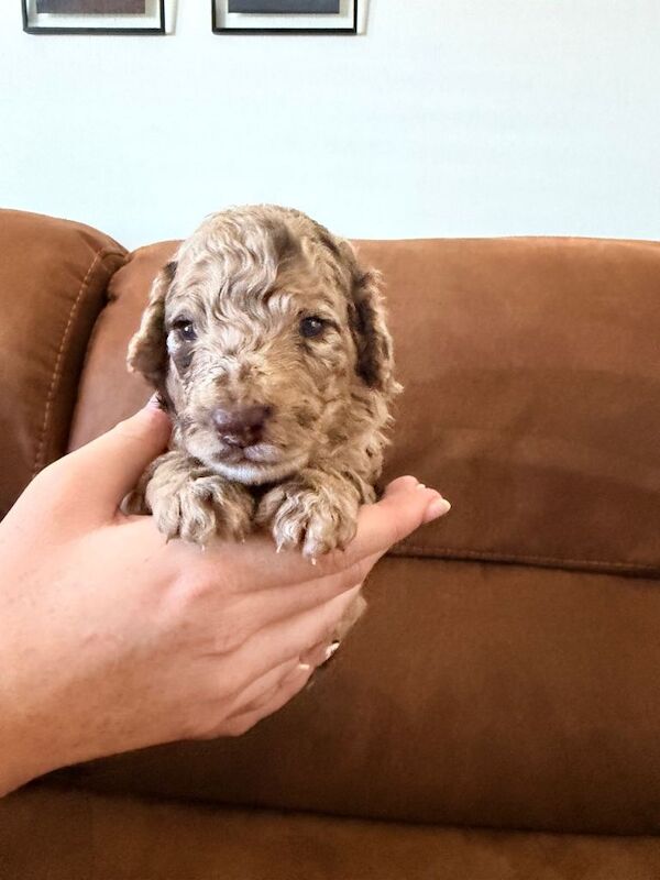 Cockapoo last one