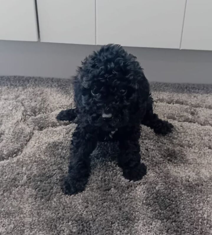 Cockapoo looking for a forever home for sale in Coleraine, County Londonderry