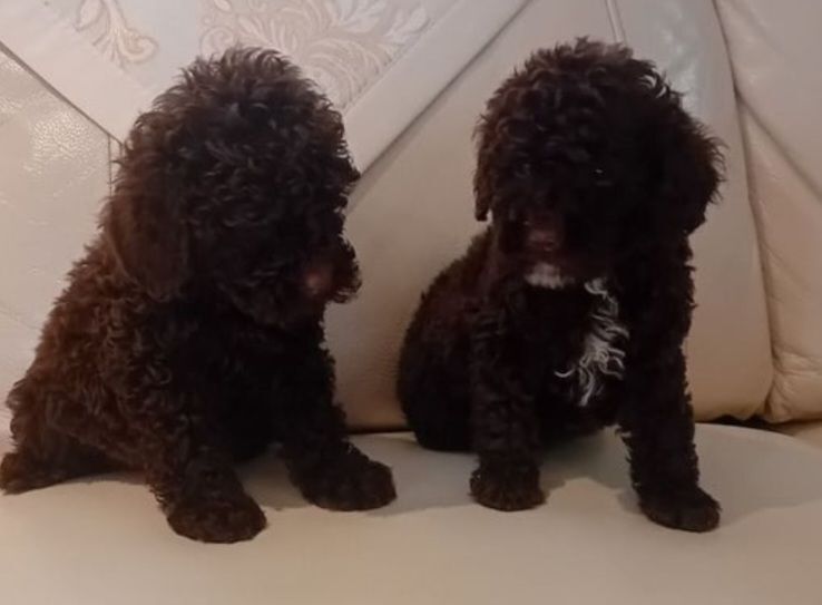 Cockapoo looking for a forever home for sale in Coleraine, County Londonderry - Image 3