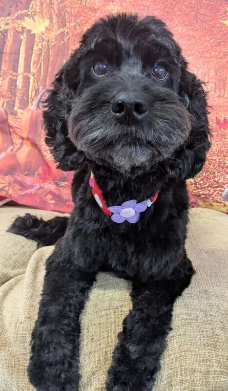 Cockapoo puppies for sale in Exeter, Devon – 8 years old