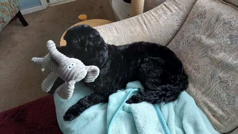 Cockapoo puppies for sale in Exeter, Devon – 8 years old - Image 2 of 3