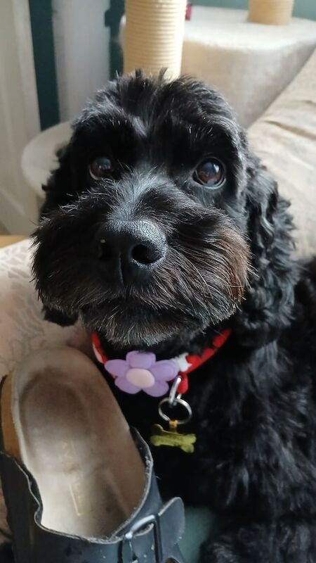 Cockapoo puppies for sale in Exeter, Devon – 8 years old - Image 3 of 3