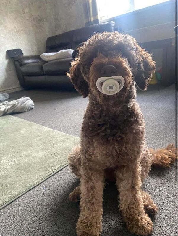 Cockapoo puppies for sale in Gosforth, Tyne and Wear – 1 year old