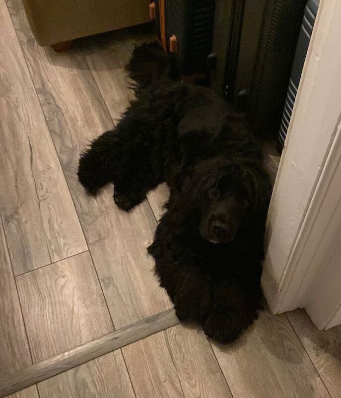 Cockapoo puppies for sale in Portstewart, County Londonderry β 2 years old - Image 2 of 3