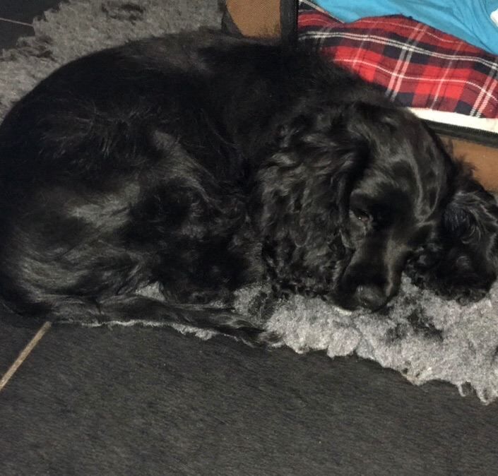 Cockapoo puppies for sale in Portstewart, County Londonderry β 2 years old - Image 3 of 3