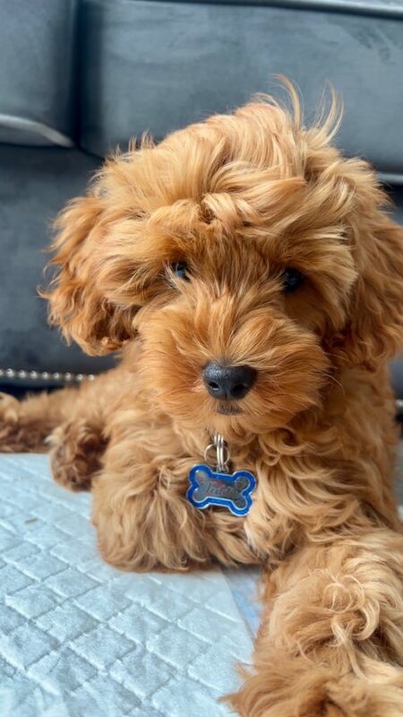 Cockapoo puppies for sale in Plymouth, Devon – 5 months old