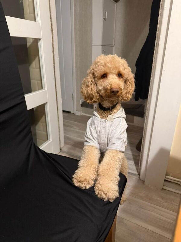 Cockapoo Puppies For Sale Under £1,000