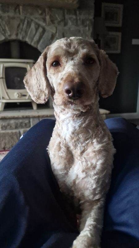 Cockapoo Male - Image 2 of 3