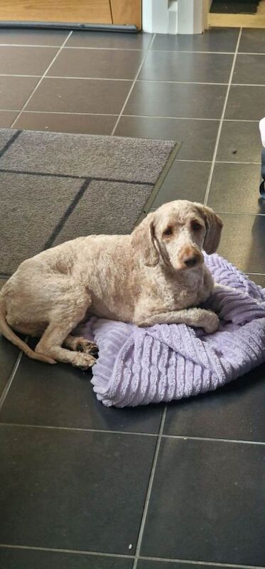 Cockapoo Male - Image 3 of 3