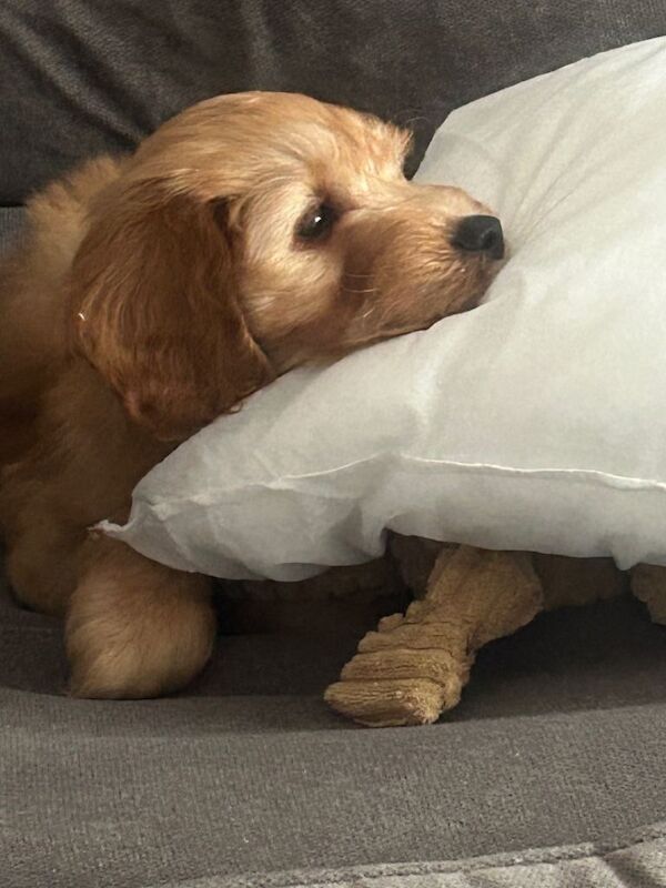 Cockapoo male nearly 10 weeks old