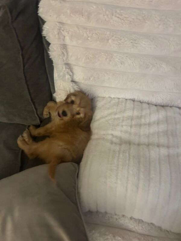 Cockapoo male nearly 10 weeks old - Image 2 of 3