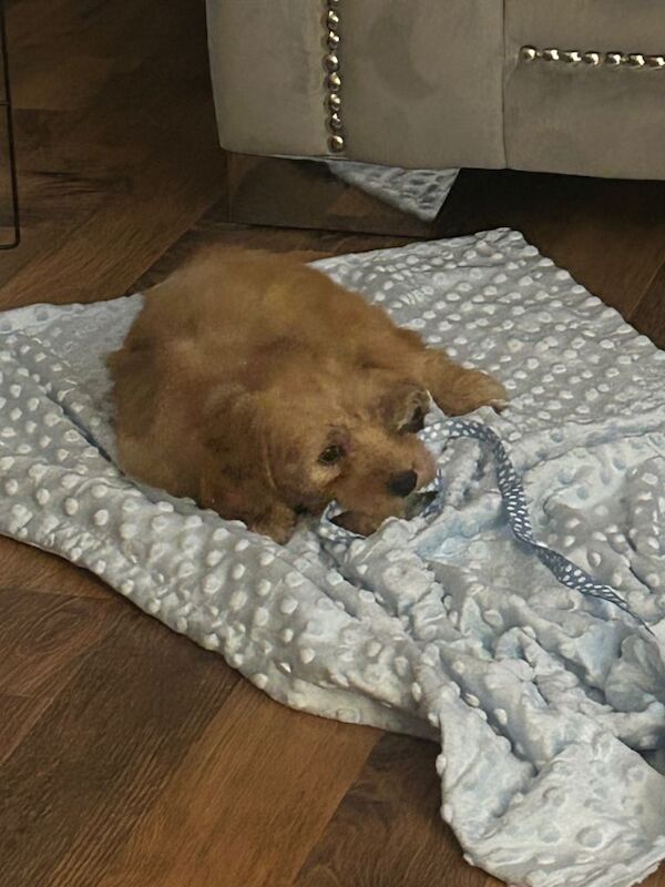 Cockapoo male nearly 10 weeks old - Image 3 of 3