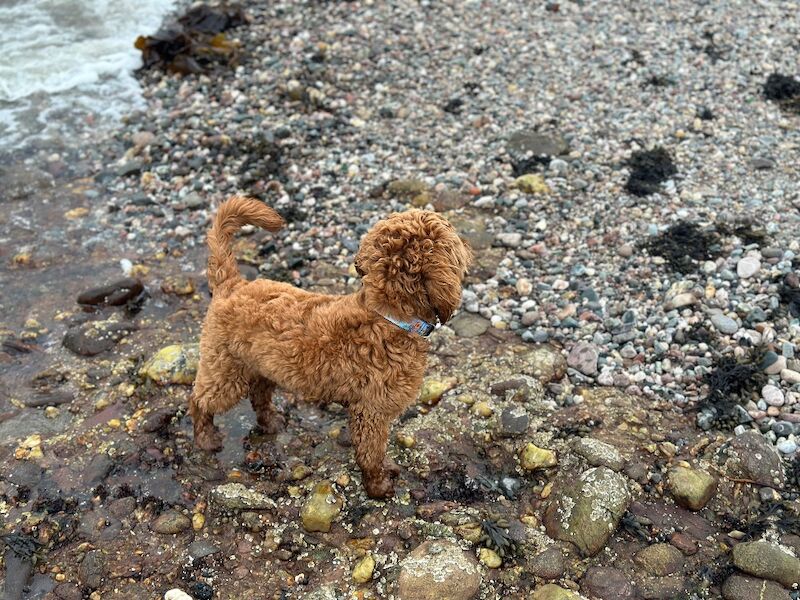 Cockapoo puppies for sale in Gourock, Renfrewshire – 2 years old - Image 2 of 6
