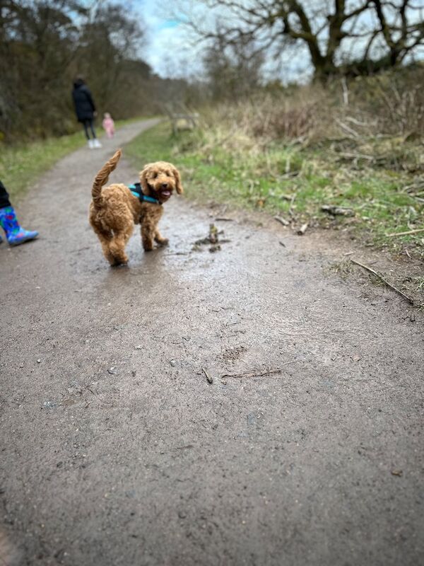 Cockapoo puppies for sale in Gourock, Renfrewshire – 2 years old - Image 4 of 6
