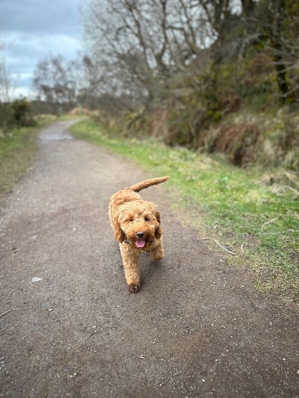 Cockapoo puppies for sale in Gourock, Renfrewshire – 2 years old - Image 5 of 6