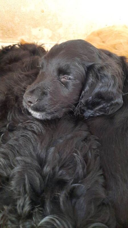 Cockapoo male puppies 4 sale - Image 2 of 3