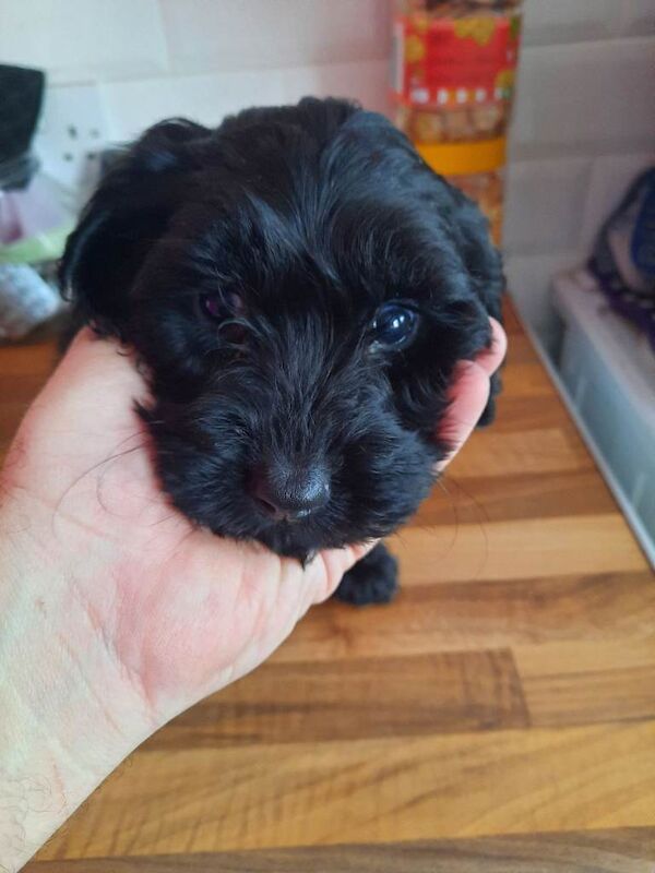 Cockapoo male puppies 4 sale - Image 3 of 3