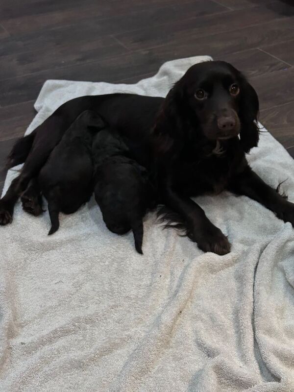 Cockapoo puppies for sale in Thetford, Norfolk – 4 weeks old