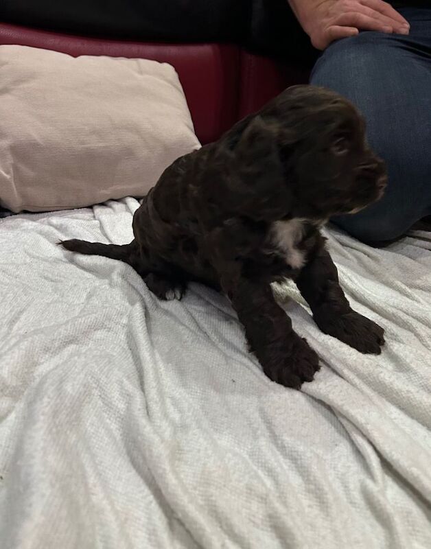Cockapoo puppies for sale in Thetford, Norfolk – 3 months old - Image 2 of 4