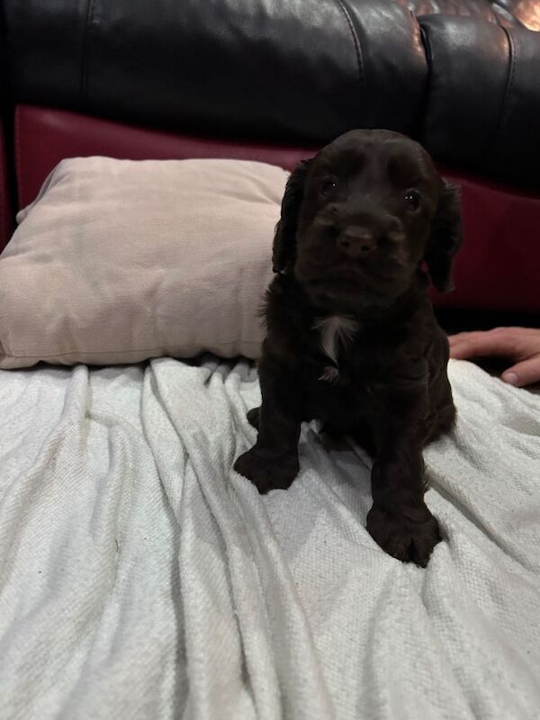 Cockapoo puppies for sale in Thetford, Norfolk – 3 months old - Image 4 of 4