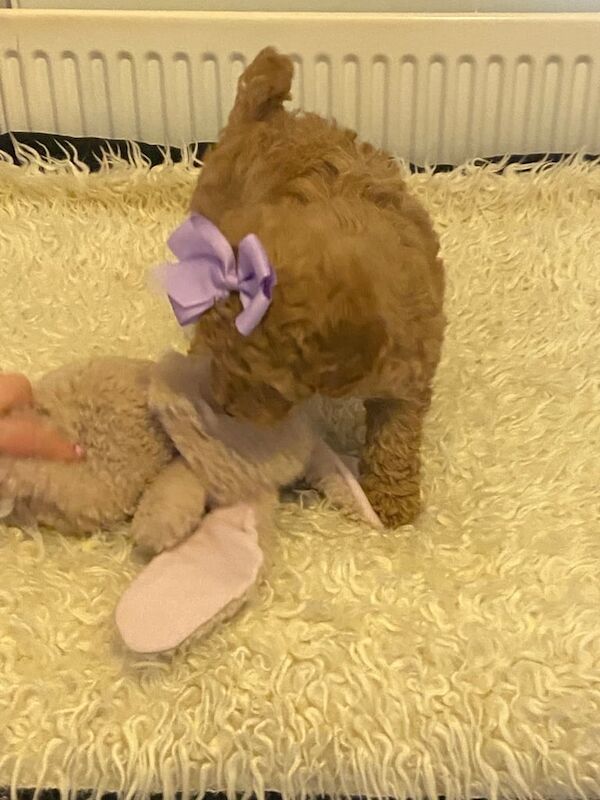 Cockapoo puppies for sale in Keady, County Armagh – 1 year old - Image 2 of 3