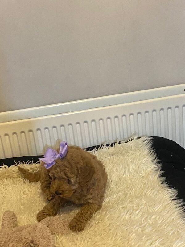 Cockapoo puppies for sale in Keady, County Armagh – 1 year old - Image 3 of 3