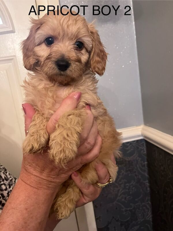 Cockapoo puppies for sale in South East London, London – 9 months old - Image 2 of 3