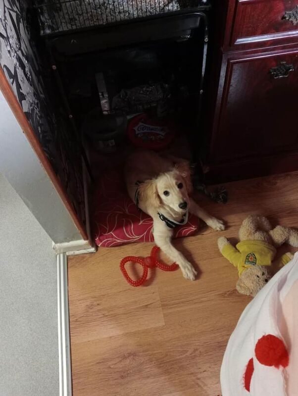 Cockapoo puppies for sale in Enniskillen, County Fermanagh – 5 months old - Image 2 of 3