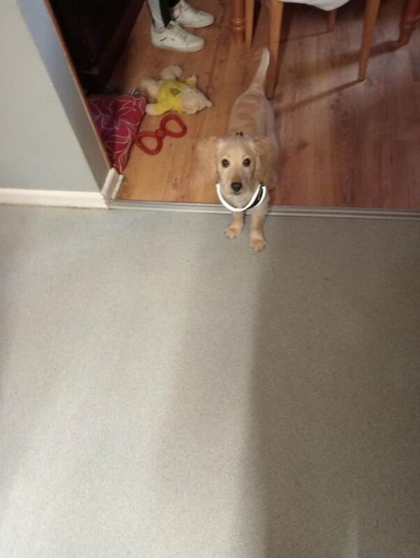 Cockapoo puppies for sale in Enniskillen, County Fermanagh – 5 months old - Image 3 of 3