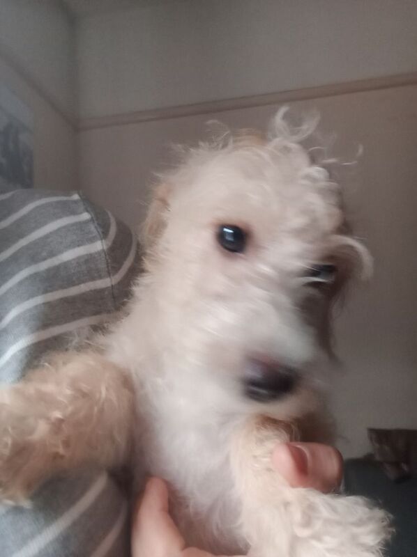 Cockapoo mum jack Russell Dad Female pup