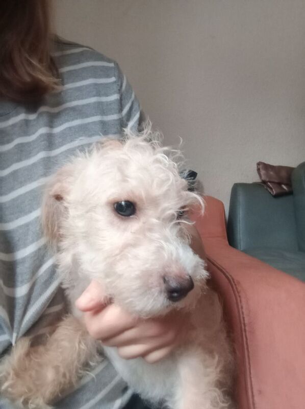 Cockapoo mum jack Russell Dad Female pup - Image 3 of 4