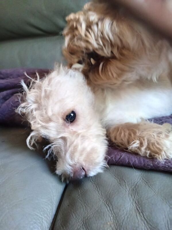 Cockapoo mum jack Russell Dad Female pup - Image 4 of 4