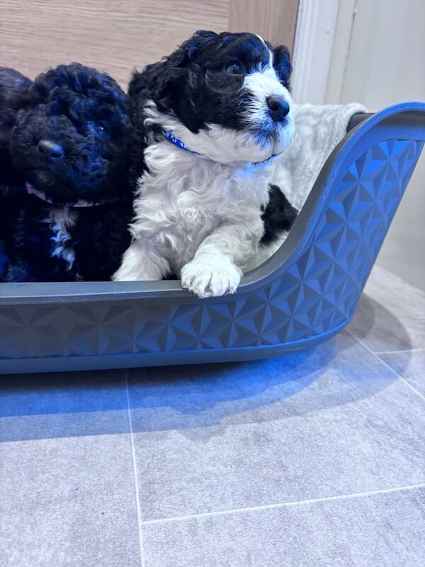 Cockapoo Parti puppies for sale in Montrose, Angus | Image 3