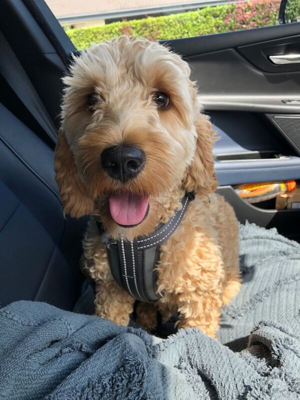 Cockapoo *PLEASE READ BELOW* - Image 2 of 3