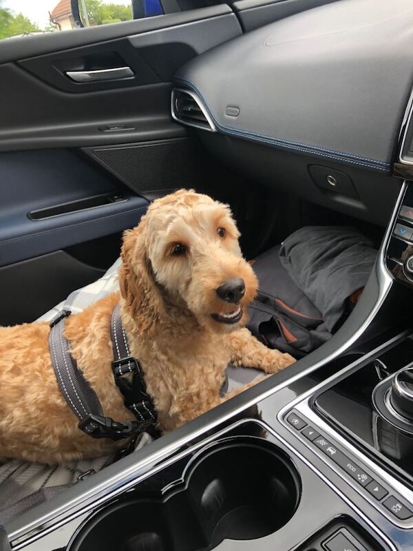 Cockapoo *PLEASE READ BELOW* - Image 3 of 3