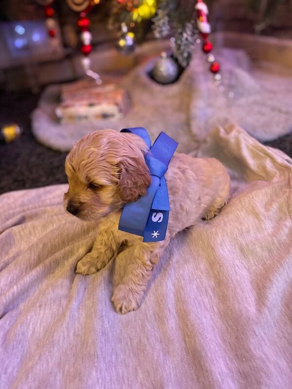 Cockapoo puppies for sale in Nelson, Lancashire – 1 year old - Image 2 of 3