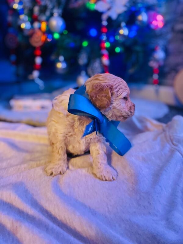 Cockapoo puppies for sale in Nelson, Lancashire – 1 year old - Image 3 of 3
