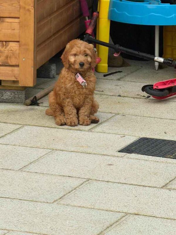 Cockapoo Pup - 10 weeks old