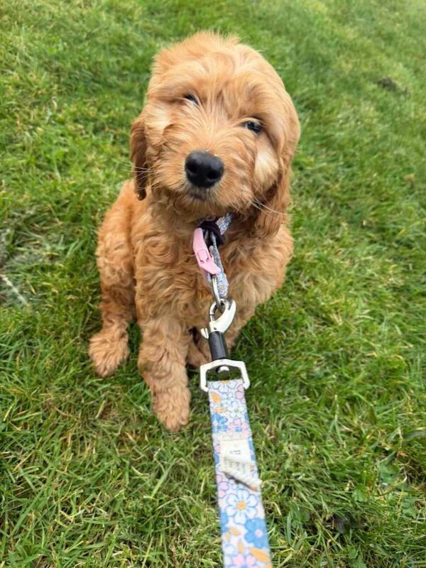 Cockapoo Pup - 10 weeks old - Image 2 of 3