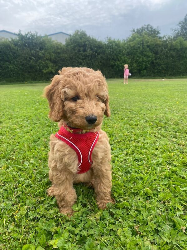 Cockapoo puppies for sale in Ballynahinch, County Down – 11 weeks old